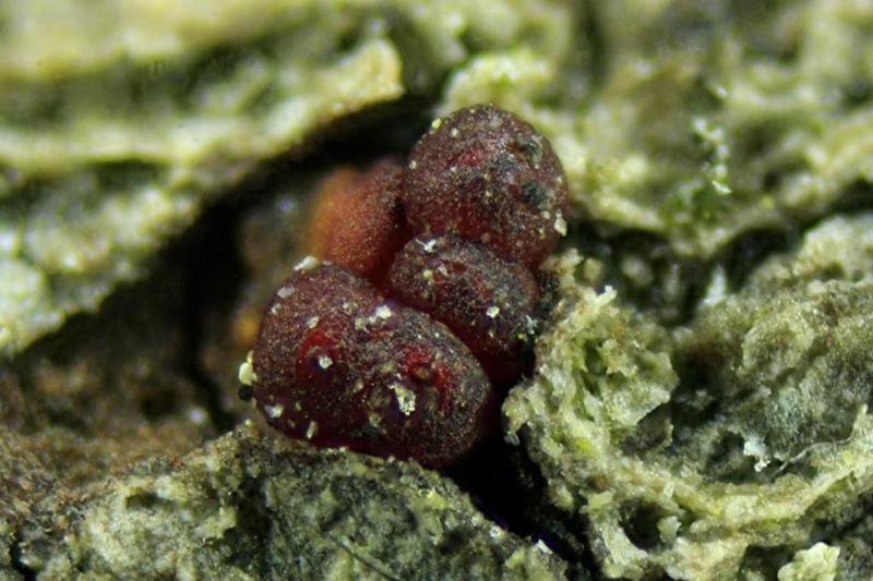 macrostoma