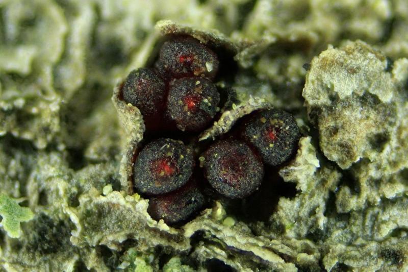 macrostoma