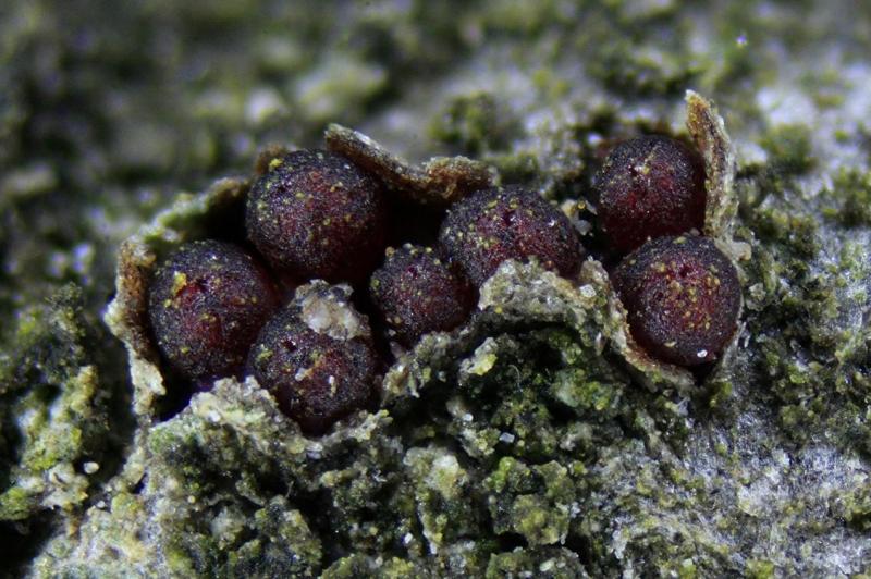 macrostoma