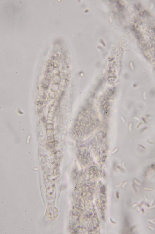 macrostoma