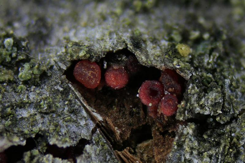 macrostoma