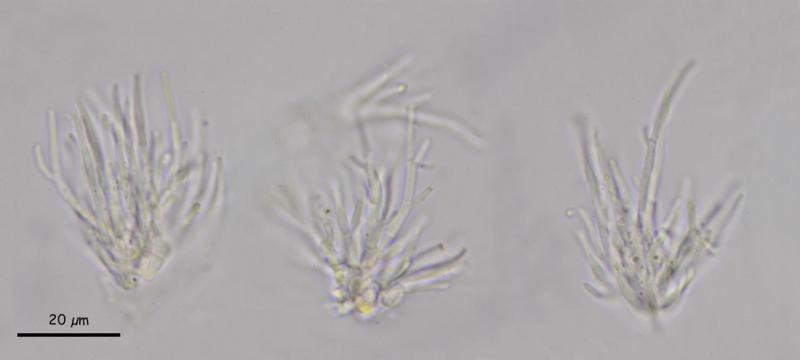 macrostoma