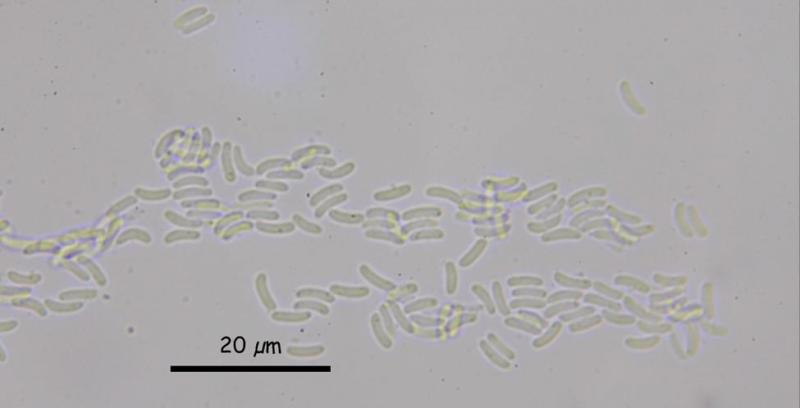 macrostoma