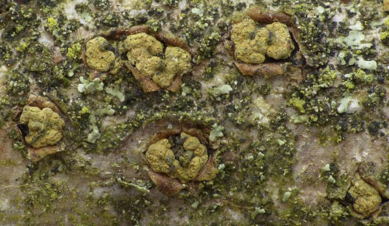 macrostoma