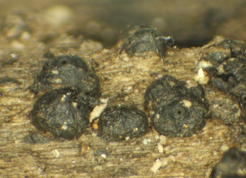 macrostoma