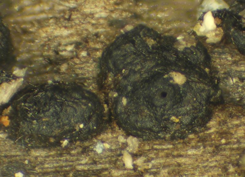 macrostoma