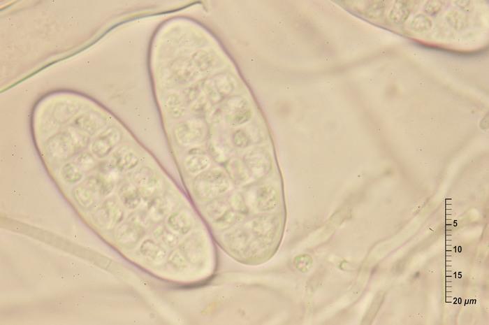 macrostoma