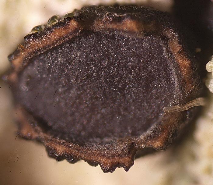 macrostoma