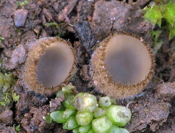 macrostoma