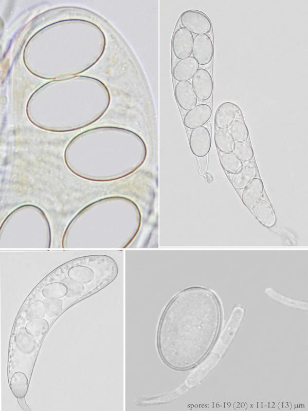 macrostoma