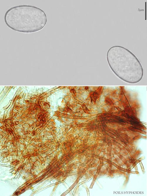 macrostoma