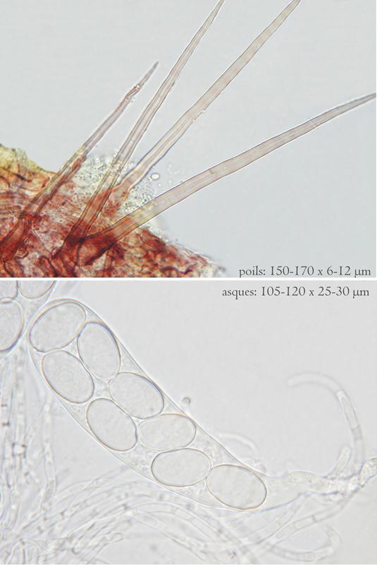 macrostoma