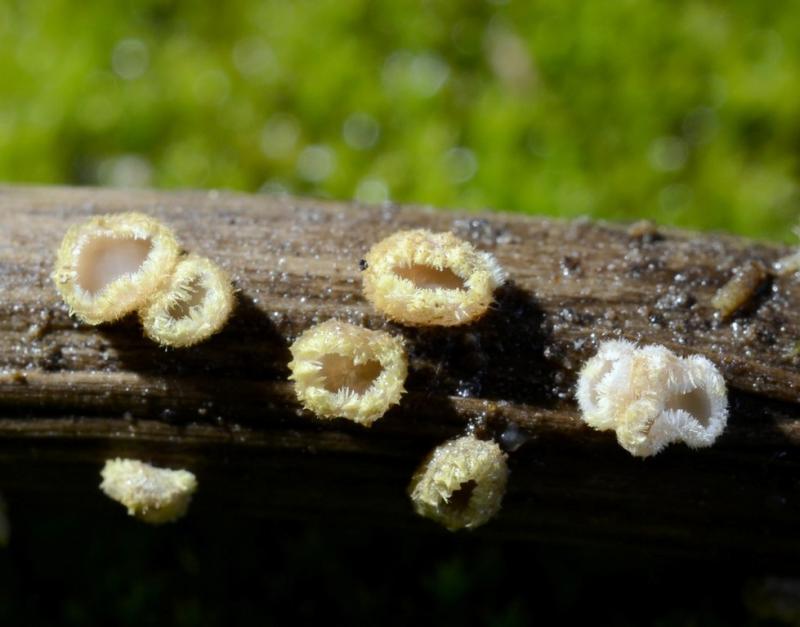 macrostoma