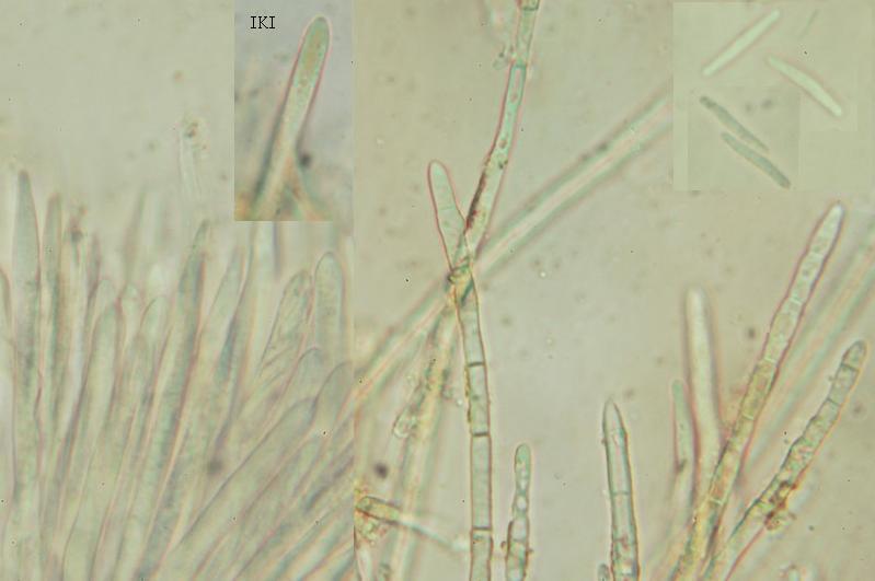 macrostoma