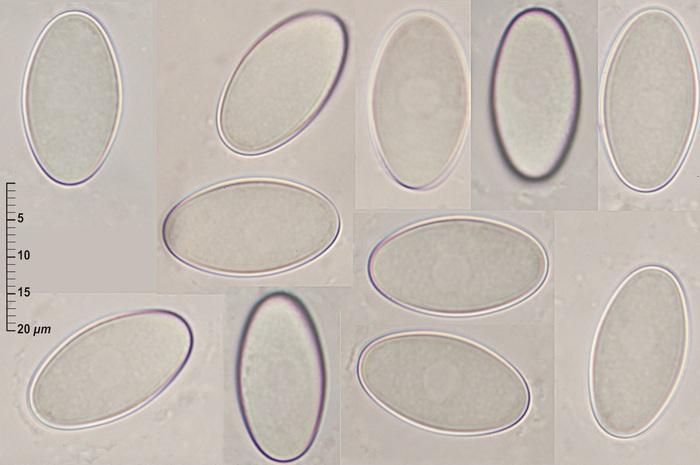 macrostoma