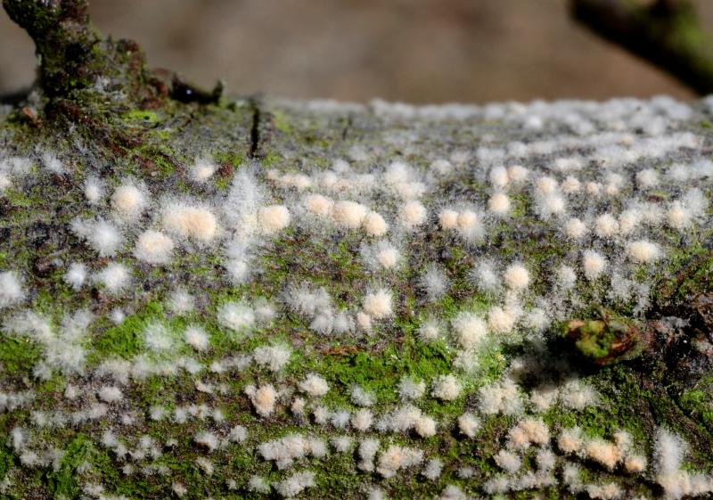 macrostoma