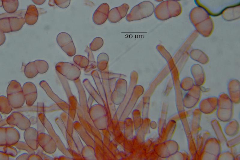 macrostoma