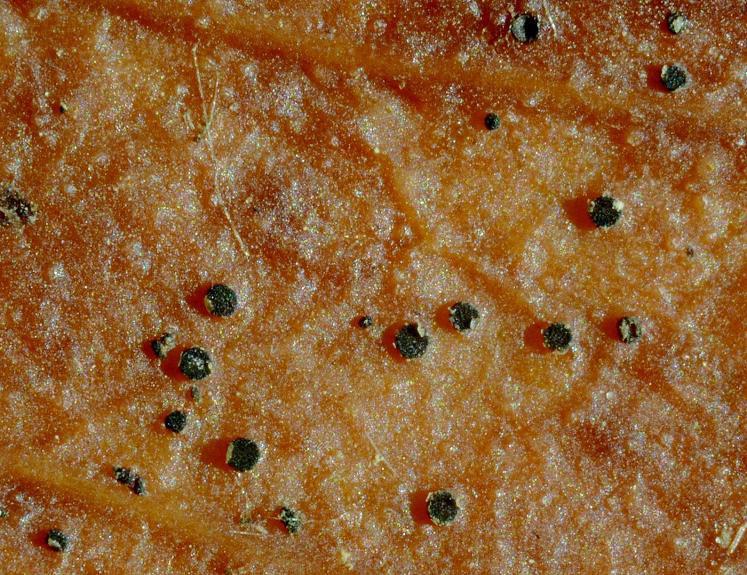 macrostoma