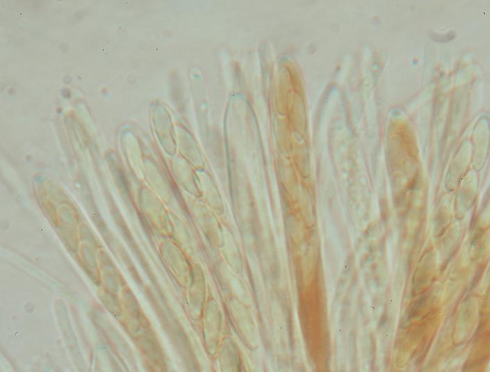 macrostoma