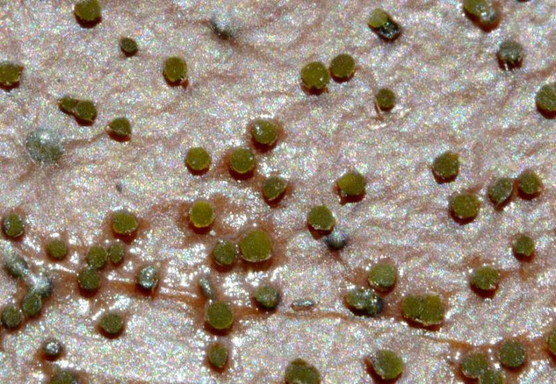 macrostoma