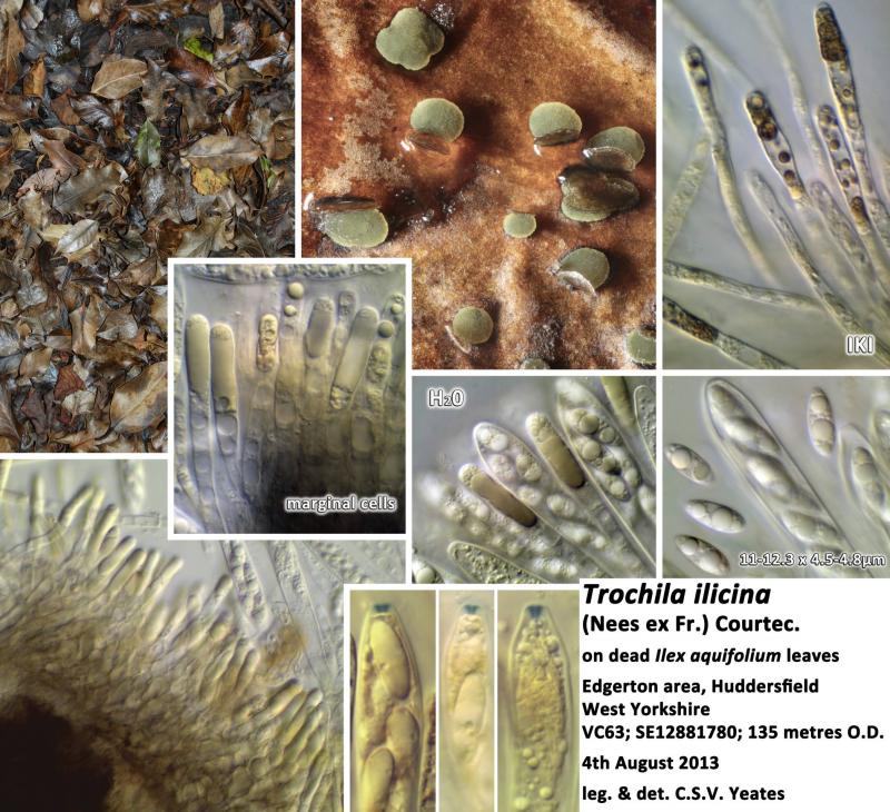 macrostoma