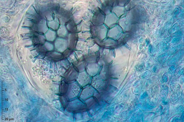 macrostoma