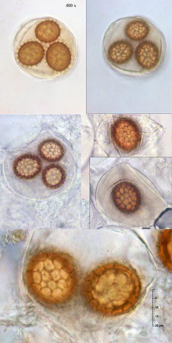 macrostoma