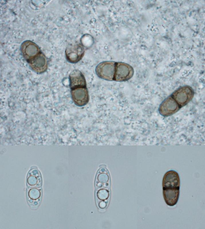 macrostoma