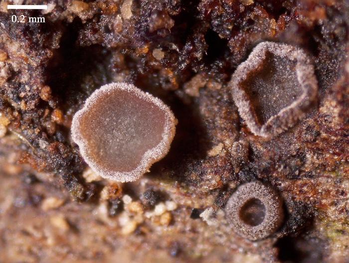 macrostoma
