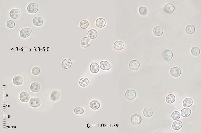 macrostoma