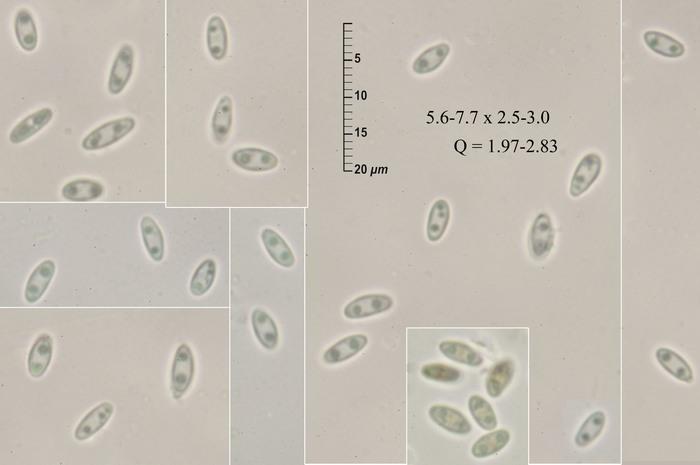 macrostoma