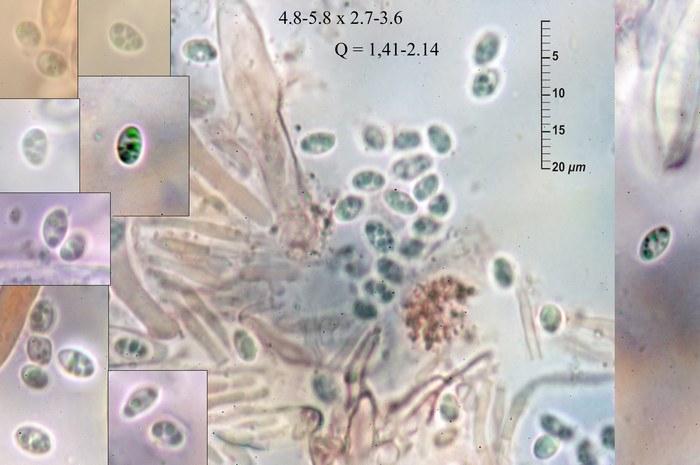 macrostoma