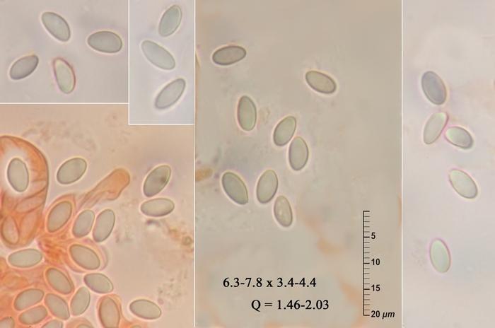 macrostoma