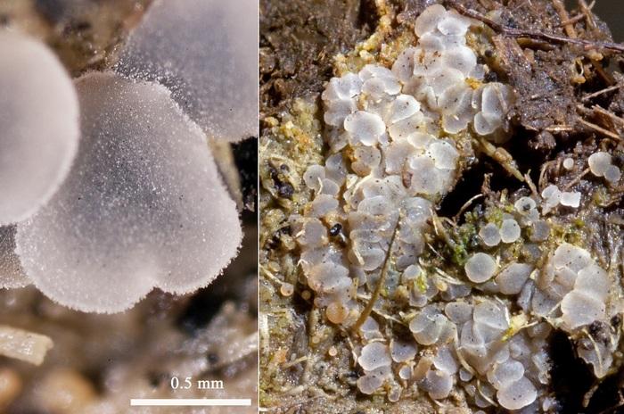 macrostoma