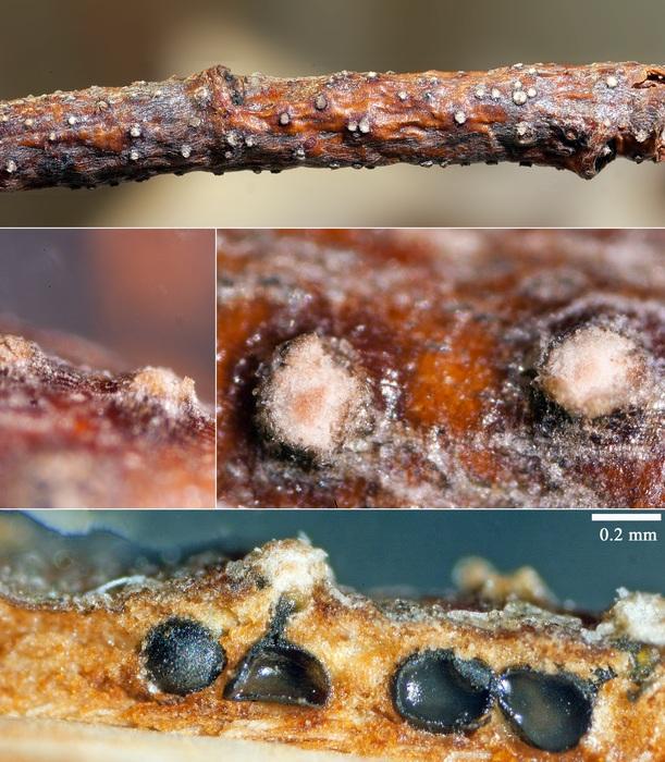 macrostoma