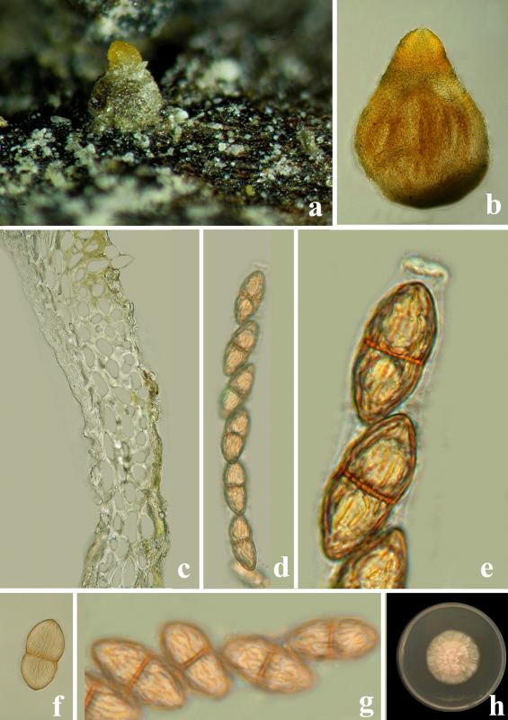 macrostoma
