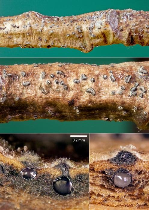 macrostoma