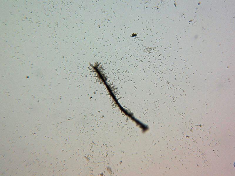 macrostoma