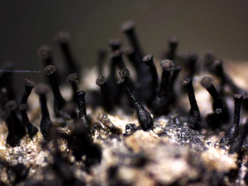 macrostoma