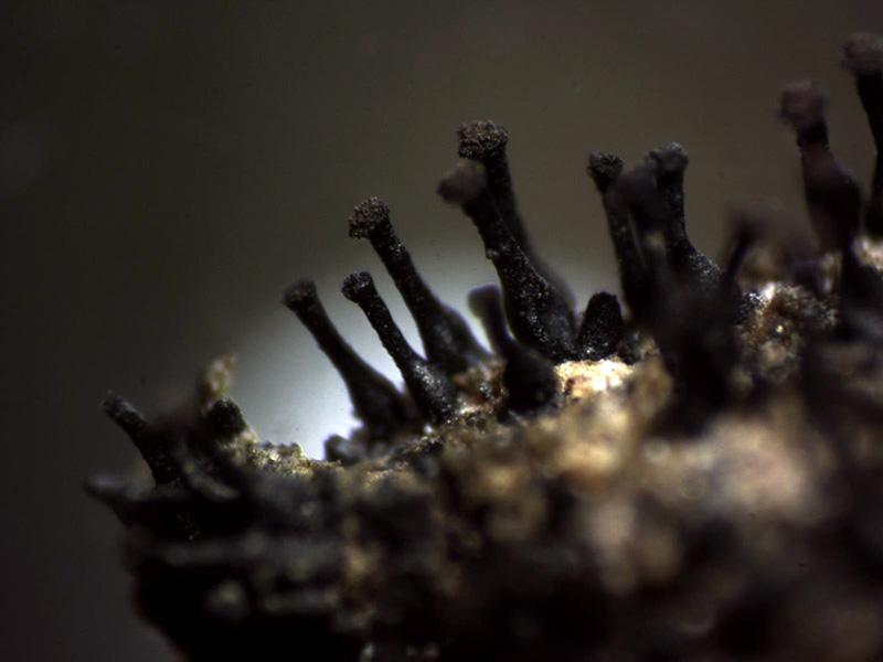 macrostoma