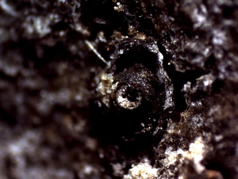macrostoma