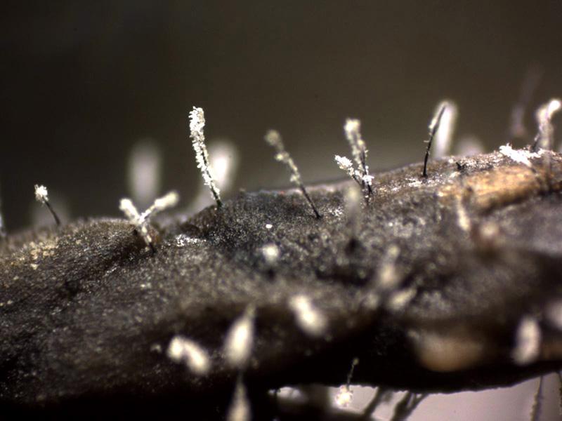 macrostoma