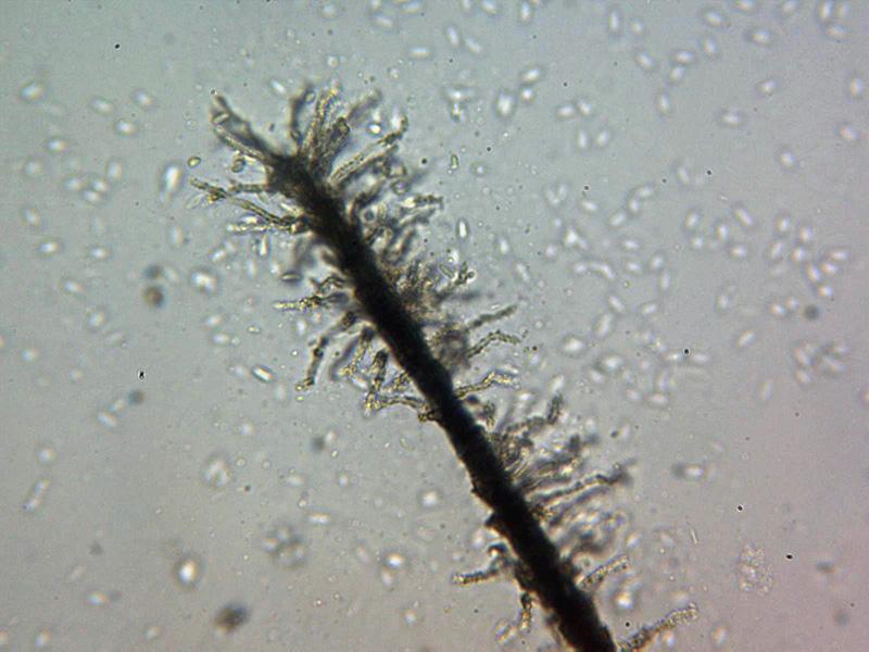 macrostoma