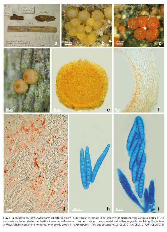 macrostoma