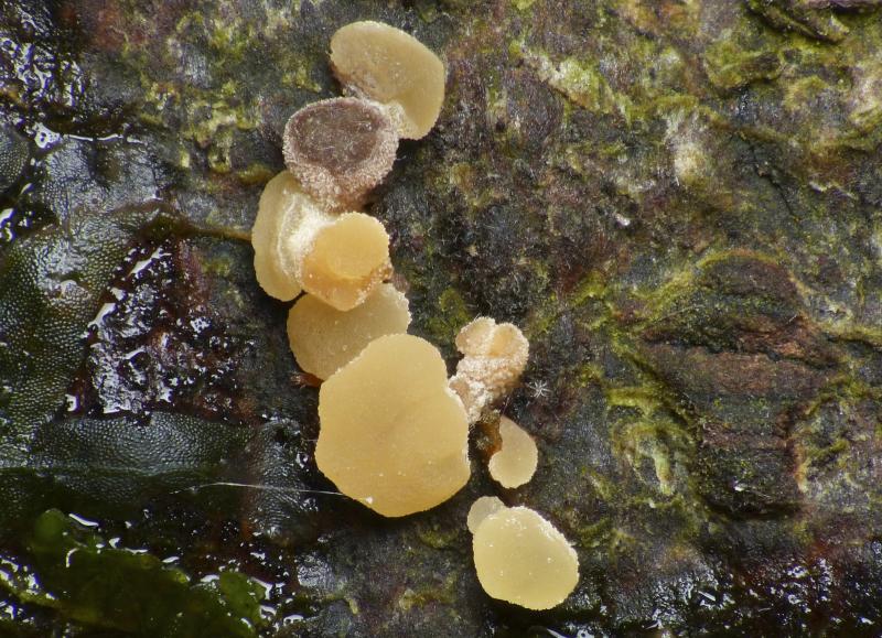 macrostoma