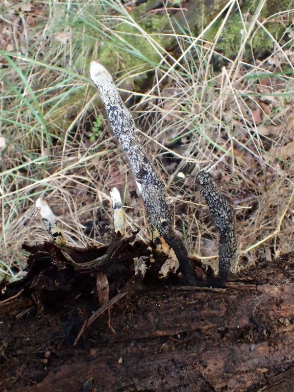 macrostoma