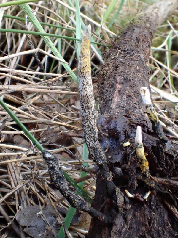 macrostoma
