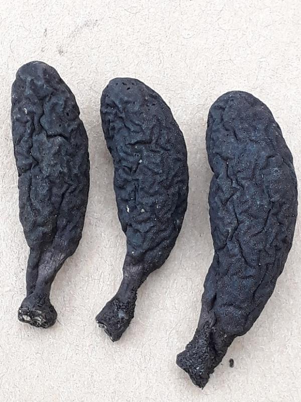 macrostoma
