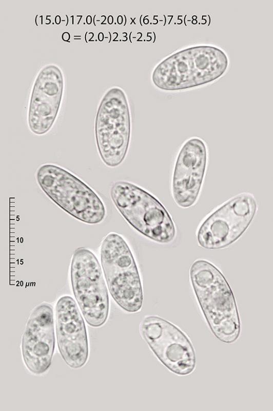 macrostoma