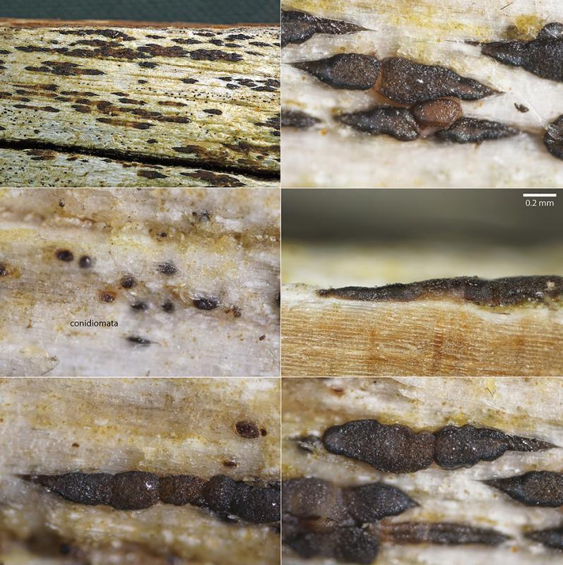 macrostoma